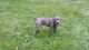 Cane Corso Puppies for sale in Bloomfield Twp, MI, USA. price: NA