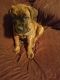 Cane Corso Puppies for sale in Wilkes-Barre, PA, USA. price: $800