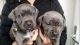 Cane Corso Puppies for sale in Seattle, WA, USA. price: $600