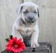 Cane Corso Puppies for sale in California St, San Francisco, CA, USA. price: NA