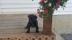 Cane Corso Puppies for sale in New Haven, IN, USA. price: $1,300