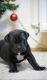 Cane Corso Puppies for sale in Asheville, NC, USA. price: NA
