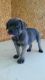 Cane Corso Puppies for sale in Grabill, IN 46741, USA. price: $900