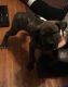 Cane Corso Puppies for sale in Milwaukee, WI, USA. price: NA