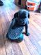 Cane Corso Puppies for sale in Newburgh, NY 12550, USA. price: NA