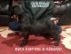 Cane Corso Puppies for sale in Brewster, NY 10509, USA. price: NA