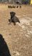 Cane Corso Puppies for sale in Hamlet, NC 28345, USA. price: NA