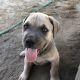 Cane Corso Puppies for sale in Leland, NC, USA. price: NA
