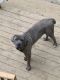 Cane Corso Puppies for sale in Chesterfield, VA 23832, USA. price: NA