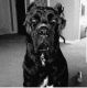 Cane Corso Puppies for sale in Tampa, FL, USA. price: NA