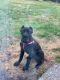 Cane Corso Puppies for sale in Port Orchard, WA 98367, USA. price: NA