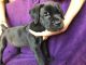 Cane Corso Puppies for sale in Las Vegas, NV, USA. price: $2,500