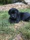 Cane Corso Puppies for sale in Lancaster, PA, USA. price: NA