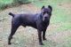 Cane Corso Puppies for sale in 725 Cemetery Rd, Cowpens, SC 29330, USA. price: NA
