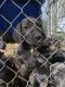 Cane Corso Puppies for sale in St Joseph, MO, USA. price: NA