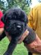 Cane Corso Puppies for sale in St. Louis, MO, USA. price: NA