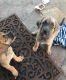 Cane Corso Puppies for sale in Loma Linda, CA, USA. price: NA