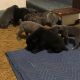 Cane Corso Puppies for sale in Menges Mills, PA 17362, USA. price: NA