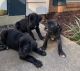 Cane Corso Puppies for sale in Suitland-Silver Hill, MD, USA. price: NA