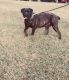 Cane Corso Puppies for sale in Monroe, NC, USA. price: NA