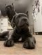 Cane Corso Puppies for sale in Long Island, New York, USA. price: NA