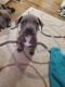 Cane Corso Puppies for sale in Temple Hills, MD, USA. price: NA