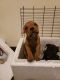 Cane Corso Puppies for sale in 987 E 78th St, Cleveland, OH 44103, USA. price: NA