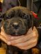 Cane Corso Puppies for sale in BTLMT MESA, CO 81635, USA. price: NA