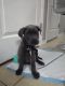 Cane Corso Puppies for sale in Winter Haven, FL 33881, USA. price: NA