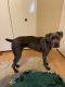 Cane Corso Puppies for sale in San Diego, CA, USA. price: NA