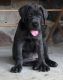 Cane Corso Puppies for sale in Lawrenceville, GA, USA. price: $500