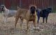 Cane Corso Puppies for sale in Louisville, KY, USA. price: NA