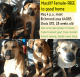 Cane Corso Puppies for sale in Richmond, MO 64085, USA. price: NA