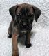 Cane Corso Puppies for sale in Fall River, MA, USA. price: NA