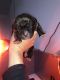 Cane Corso Puppies for sale in Joplin, MO, USA. price: NA