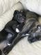 Cane Corso Puppies for sale in Westminster, CO, USA. price: NA