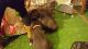 Cane Corso Puppies for sale in Milwaukee, WI, USA. price: NA