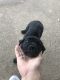 Cane Corso Puppies for sale in 13213 Saratoga Ln, Balch Springs, TX 75180, USA. price: NA