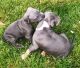 Cane Corso Puppies for sale in Beaverton, OR 97005, USA. price: NA