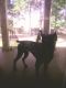 Cane Corso Puppies for sale in Dothan, AL, USA. price: NA