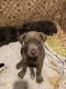 Cane Corso Puppies for sale in 450 Sheepbridge Rd, York Haven, PA 17370, USA. price: NA