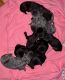 Cane Corso Puppies for sale in Decatur, TN 37322, USA. price: NA