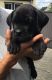 Cane Corso Puppies for sale in Montgomery, NY 12549, USA. price: NA