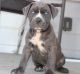 Cane Corso Puppies for sale in New York, NY, USA. price: $500
