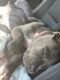 Cane Corso Puppies for sale in Newport News, VA 23603, USA. price: NA