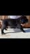 Cane Corso Puppies for sale in Vista, CA, USA. price: $2,500