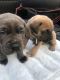 Cane Corso Puppies for sale in Highland, CA, USA. price: NA