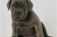 Cane Corso Puppies for sale in Santa Cruz, CA, USA. price: NA