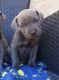 Cane Corso Puppies for sale in Henderson, NV, USA. price: $500