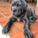 Cane Corso Puppies for sale in Fort Worth, TX, USA. price: $700